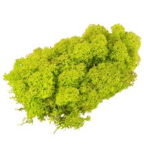 Itens Deco musgo verde claro musgo de rena preservado 400g