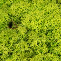 Itens Deco musgo verde claro musgo de rena preservado 400g