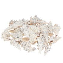 Itens Conchas de caracol decorativas pretas e brancas, concha decoração natural 1kg