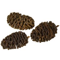 Itens Cones decorativos cones de amieiro naturais para decoração 3-4cm 200g