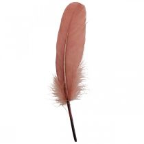 Itens Penas decorativas para artesanato penas de pássaros reais rosa antigas 20g