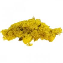 Itens Deco musgo amarelo musgo de rena para artesanato amarelo limão 500g