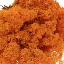 Deco Moss Orange Musgo real para artesanato Seco, colorido 500g