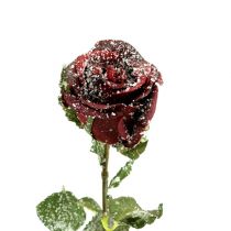 Itens Deco rose vermelho nevado Ø6cm 6uds