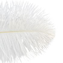 Itens Penas decorativas de avestruz, penas reais, brancas, 38-40cm, 2 peças