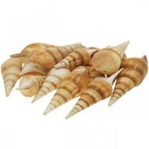 Caracol marinho Deco pontiagudo 1kg