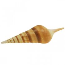 Caracol marinho Deco pontiagudo 1kg