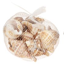 Itens Conchas Decorativas Creme Castanho Listrado 3cm–8cm 300g