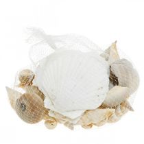 Itens Conchas decorativas de caracóis Natureza dos caracóis do mar Decoração marítima 350g
