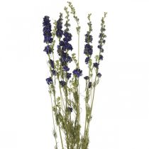 Delphinium seco, floricultura seca, azul delphinium L64cm 25g