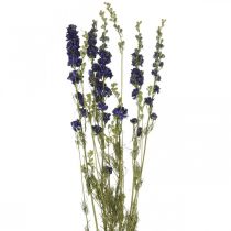 Itens Delphinium seco, floricultura seca, azul delphinium L64cm 25g