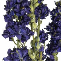 Delphinium seco, floricultura seca, azul delphinium L64cm 25g