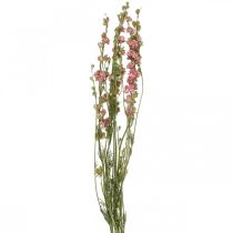 Delphinium flor seca, delphinium rosa, flores secas L64cm 25g