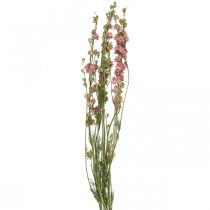 Itens Flor seca delphinium, Delphinium rosa, floricultura seca L64cm 25g