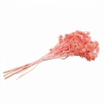 Itens Ramo decorativo de cardo, flores secas de rosa antiga, 100g - Ideal para decoração DIY e guirlandas