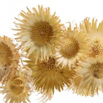 Ramo decorativo seco com cardo Bergdistel Alpendistel 10St