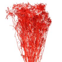 Itens Umbellifera Flores Secas Vermelhas 70cm 150g