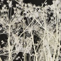 Itens Flores secas de umbelíferas brancas 70-80cm 150g