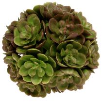 Bola Echeveria 5cm verde 4pcs