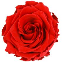 Itens Cabeças de rosas reais Infinity Roses Red Premium Ø8,5cm 4 unidades
