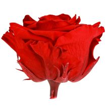 Itens Cabeças de rosas reais Infinity Roses Red Premium Ø8,5cm 4 unidades