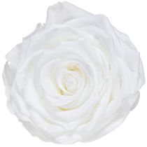 Itens Cabeças de rosas reais Infinity Roses White Premium Ø8,5cm 4 unidades