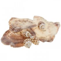 Itens Conchas reais decoração de conchas de caracol, concha de madrepérola Capiz 400g