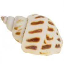 Conchas verdadeiras decoração conchas de caracóis, concha madrepérola Capiz 400g