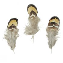 Itens Penas de pássaros reais penas decorativas listradas 3-4 cm 60 unidades