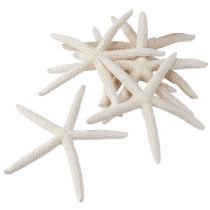 Itens Estrela do mar real decoração natural marítima Ø16–20cm 10 pcs