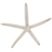 Itens Estrela do mar real decoração natural marítima Ø16–20cm 10 pcs