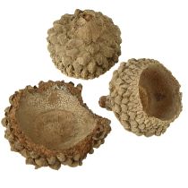 Itens Tampas de bolota bolotas decorativas naturais para artesanato 1,5cm 200g