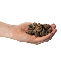 Itens Vasos decorativos em forma de cúpula de bolota, 2 cm, 300 g