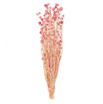 Itens Decoração de cardo morango velho rosa flores secas rosa 50cm 100g