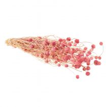 Itens Flores secas de cardo-morango, rosa antigo, 50cm, 100g, flores artificiais decorativas.