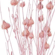 Itens Cardo morango cardo seco decoração rosa claro 58cm 65g