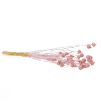 Itens Cardo-morango, cardo seco, decoração de cardo, rosa claro, 58 cm, 100 g