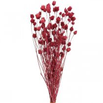 Flores secas Cardo Seco Vermelho Morango Cardo Cor 100g