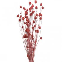 Flores Secas Cardo Seco Morango Cardo Rosa Claro 100g