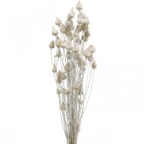 Flores Secas Cardo Seco Branco Morango Cardo Cor 100g
