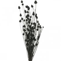 Flores secas Cardo Seco Preto Morango Cardo 100g