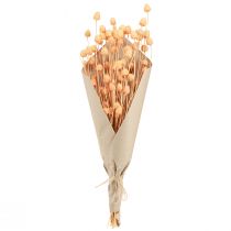 Itens Cardos de morango decoração seca cardos em salmão 55cm 100g