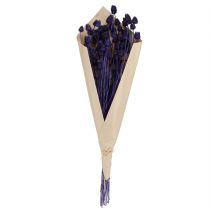 Itens Cardo Morango Cardo Seco Cardo Decoração Violeta 44-58cm 100g