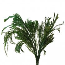 Itens Erika musgo decorativo verde musgo decoração natural seca 20-35cm 400g