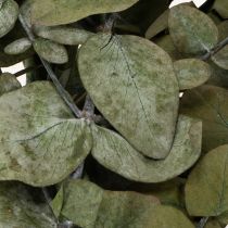 Itens Ramos e folhas decorativas de eucalipto preservados, formato redondo e seco, cor verde, 150g