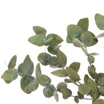 Itens Ramos e folhas decorativas de eucalipto preservados, formato redondo e seco, cor verde, 150g