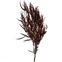 Itens Eucalipto Preservado Ramos de Eucalipto Vermelho, Marrom 56cm 135g