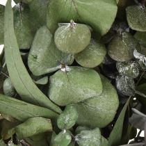 Itens Coroa de eucalipto coroa natural eucalipto conservado Ø35cm