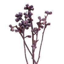 Ramo de eucalipto blackberry fosco 25pcs