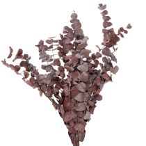 Itens Ramos de eucalipto, eucalipto preservado, flores secas, vermelho, 75 cm, 150 g